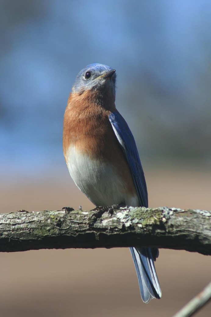 Желто голубая птица