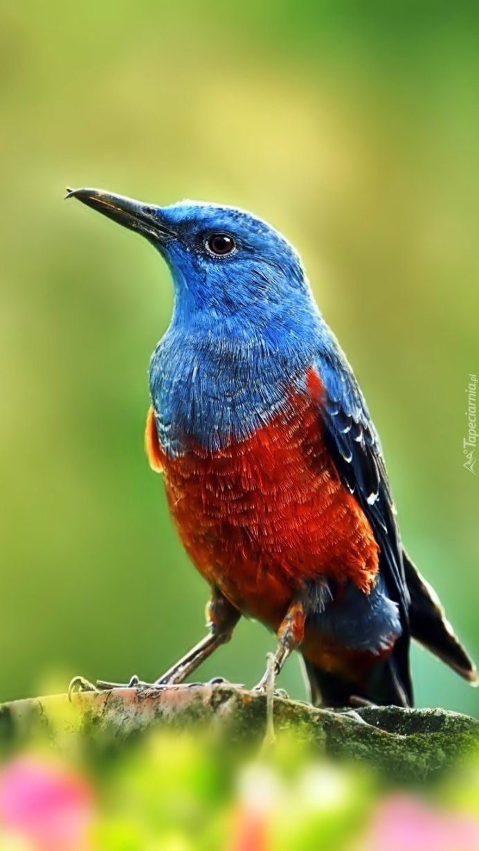 Синий каменный Дрозд птица