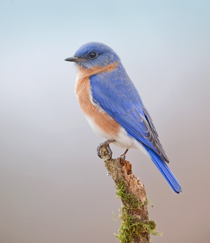 Лазурная разноцветная Сойка