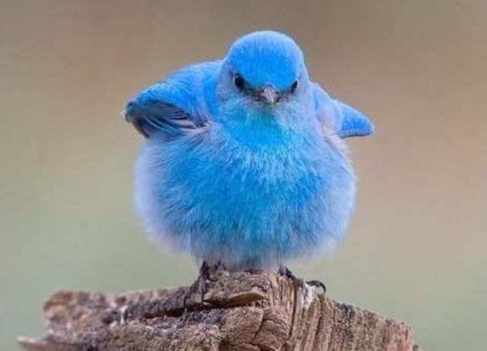 Голубая сиалия голубой Зяблик