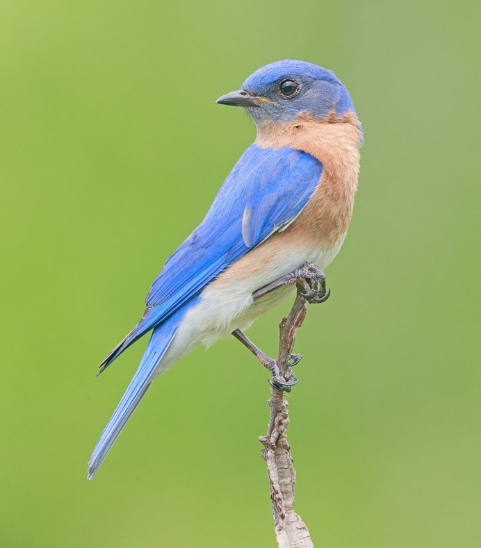 Птичка синяя мухоловка