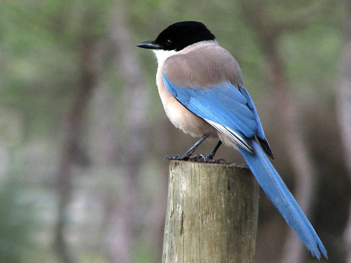 Голубая сиалия голубой Зяблик