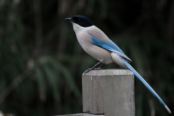 Птица с голубой спинкой