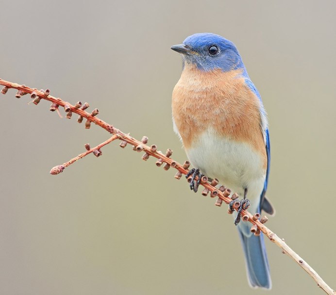 Сойка хохлатая