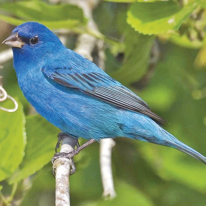 Синешапочная танагра птицы