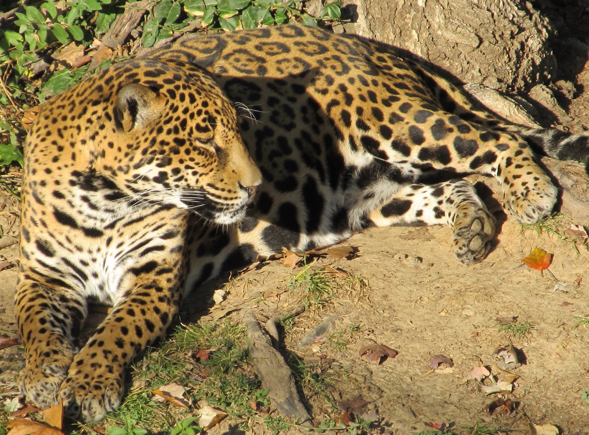 Пестрый леопард. Яванский леопард. Леопард Оцелот Ягуар. Пятнистый Ягуар. Перуанский Ягуар (Panthera onca peruvianus)..