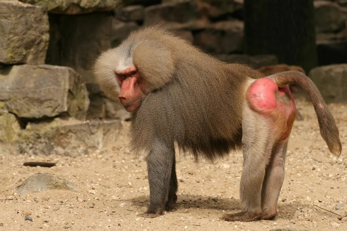 Кроме шуток. Зачем обезьянам нужны большие красные мозоли на бедрах?