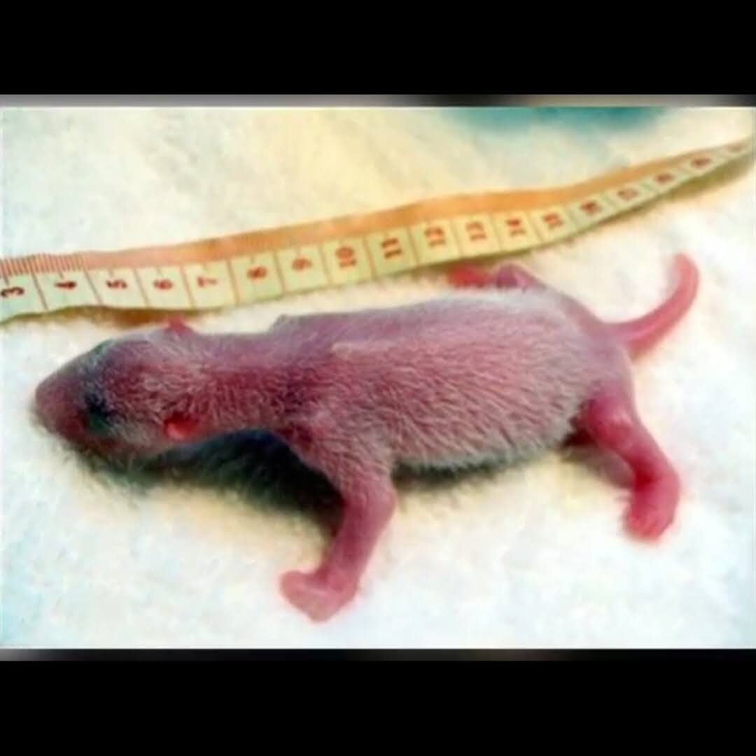 Новорожденный Медвежонок размер