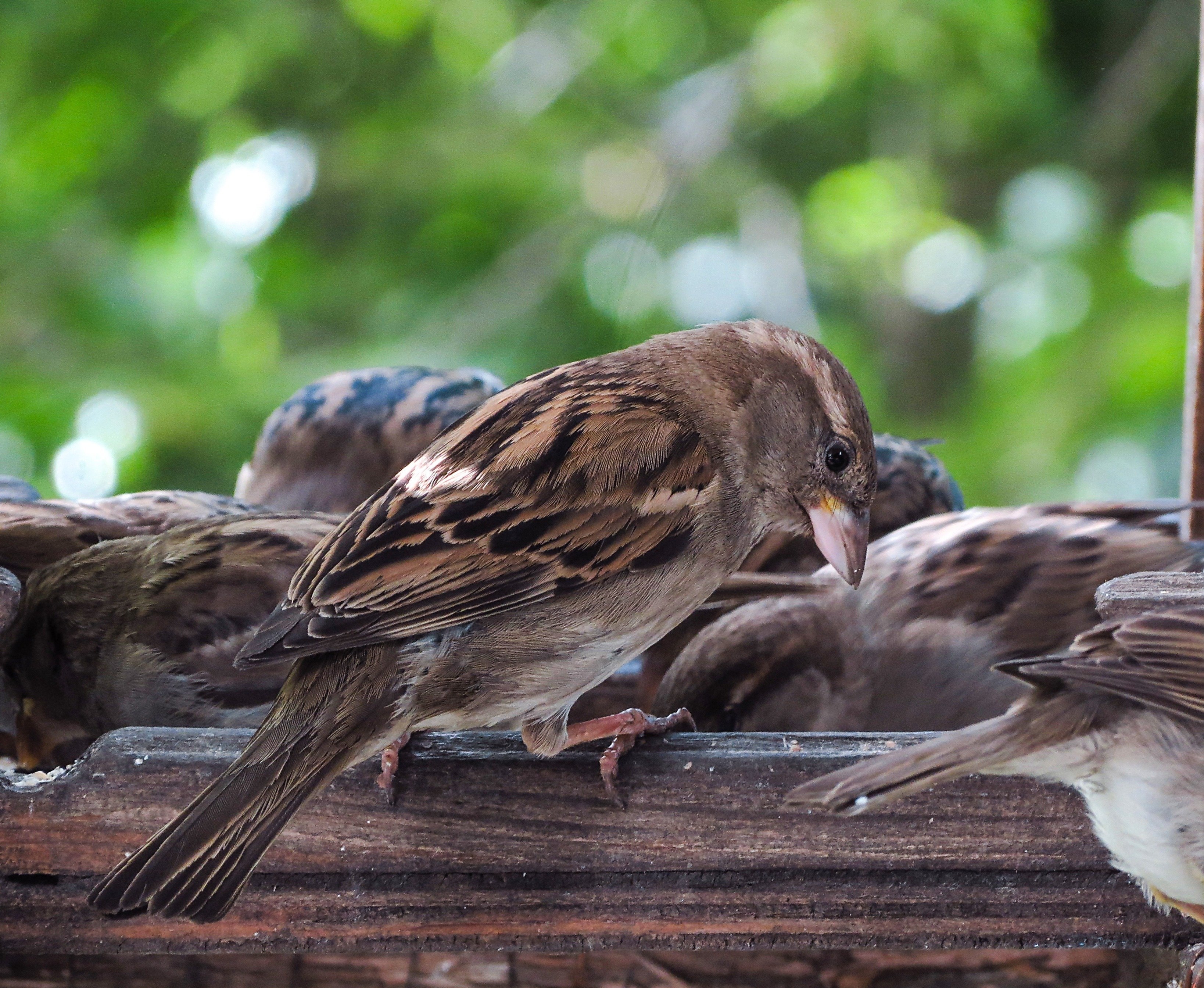 Воробей домовый. Домовый Воробей – passer domesticus l.. Домовый Воробей слеток. Домовый Воробей самец и самка. Воробей Краинка.