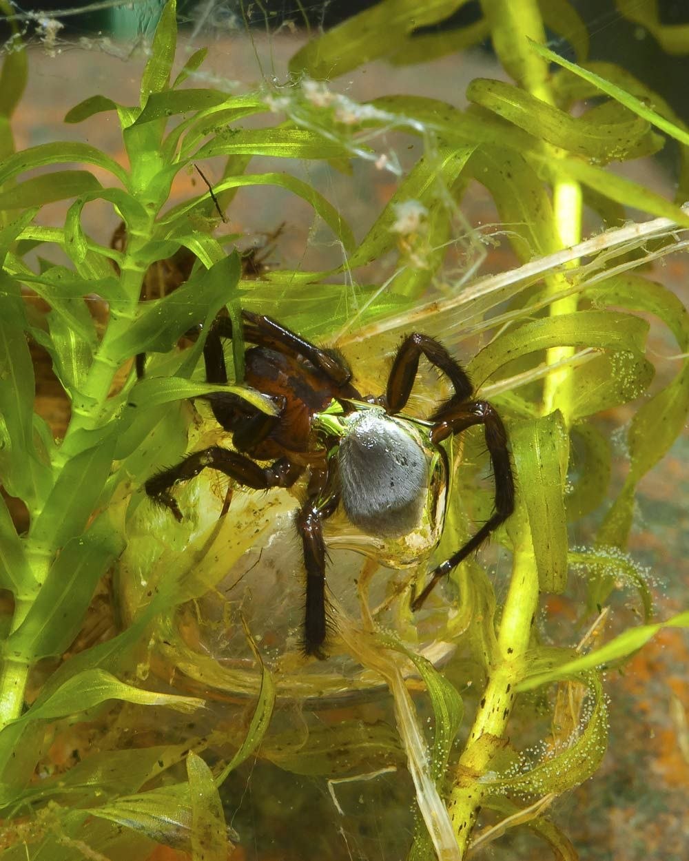 Паук серебрянка. Водяной паук Argyroneta Aquatica. Паук Серебрянка ядовитый. Паук Серебрянка самец. Паук Серебрянка в аквариуме.