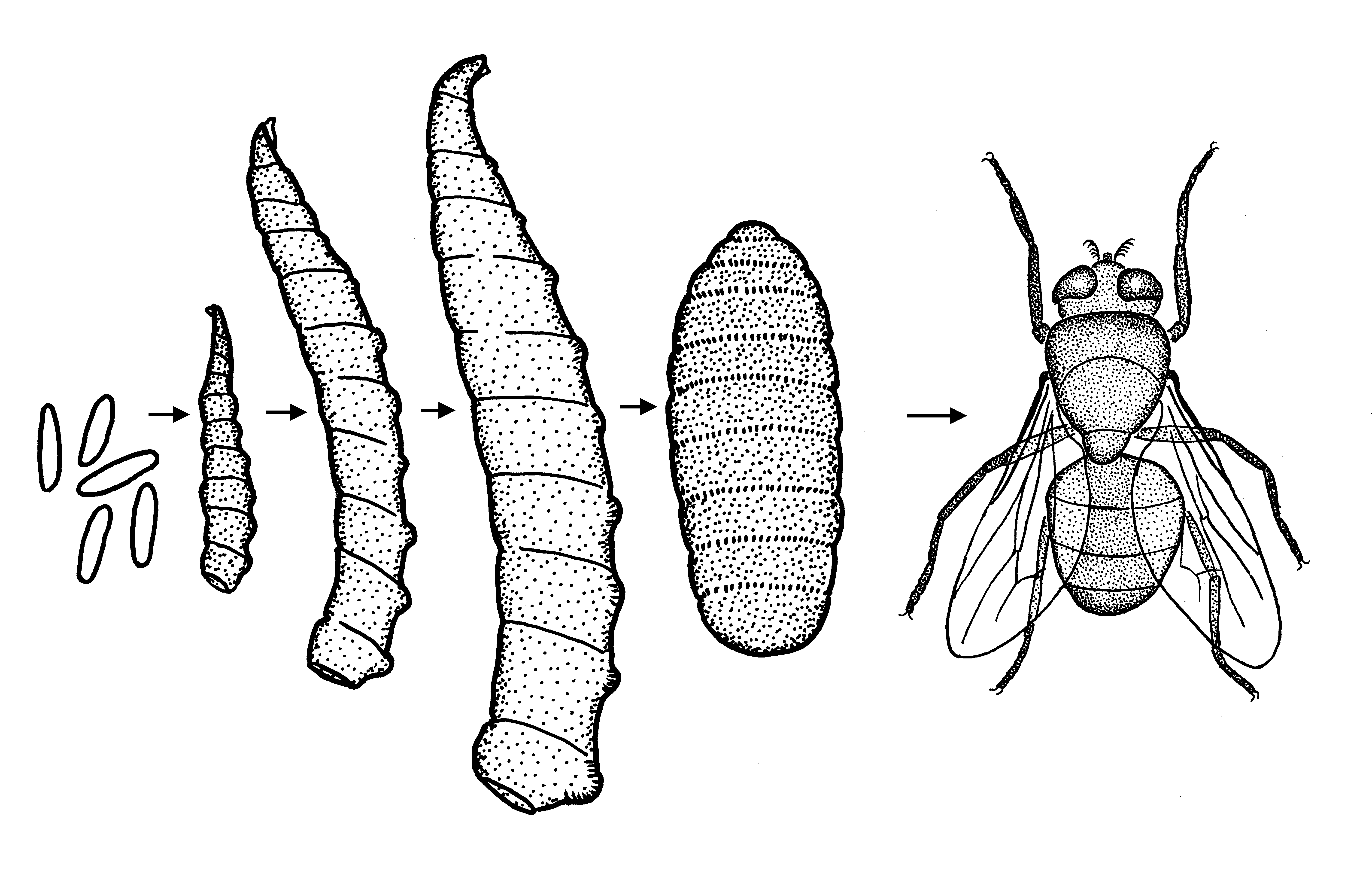 Стадии личинки насекомого. Мокрецы паразитология. Червеобразная личинка мухи. Wohlfahrtia magnifica личинка и Имаго. Вольфартова Муха жизненный цикл.