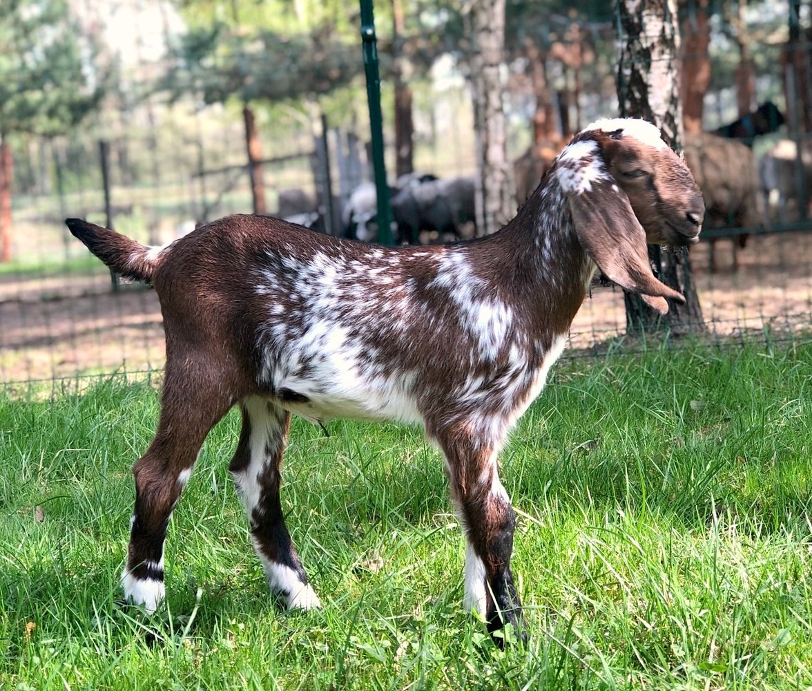Купить козу нубийской породы. Англо-нубийская коза. Коза нубийской породы. Нубийская порода Козлов. Англо нубийские козлята.