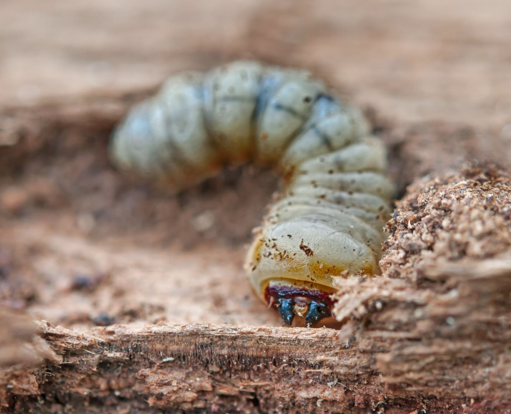 Woodworm игра. Woodworm. Домашние черви которые живут под мебелью. Woodworms.