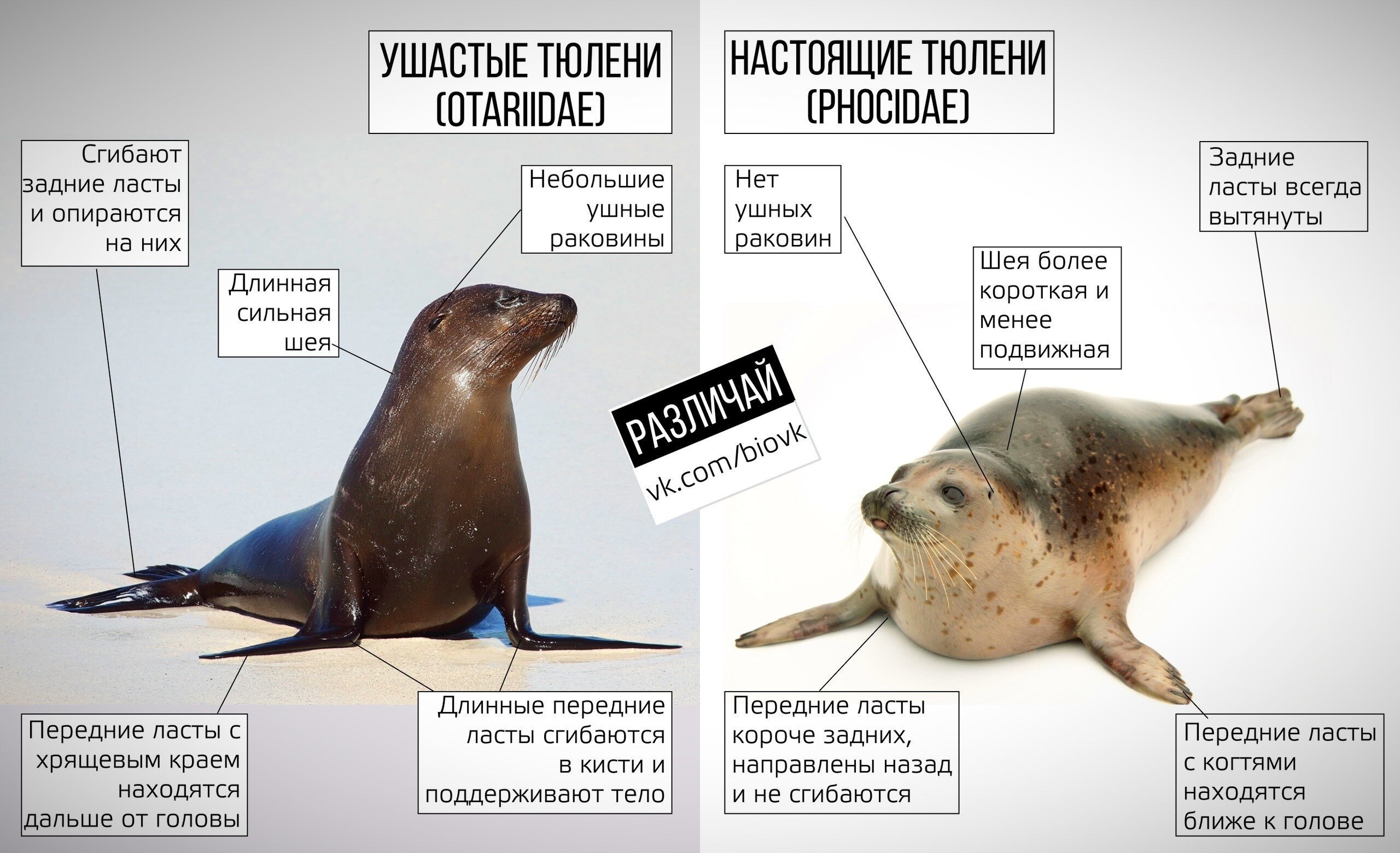 Seal перевод на русский. Ушастые тюлени и настоящие. Ушастый и настоящий тюлень. Морской котик и тюлень разница. Ушастые тюлени представители.