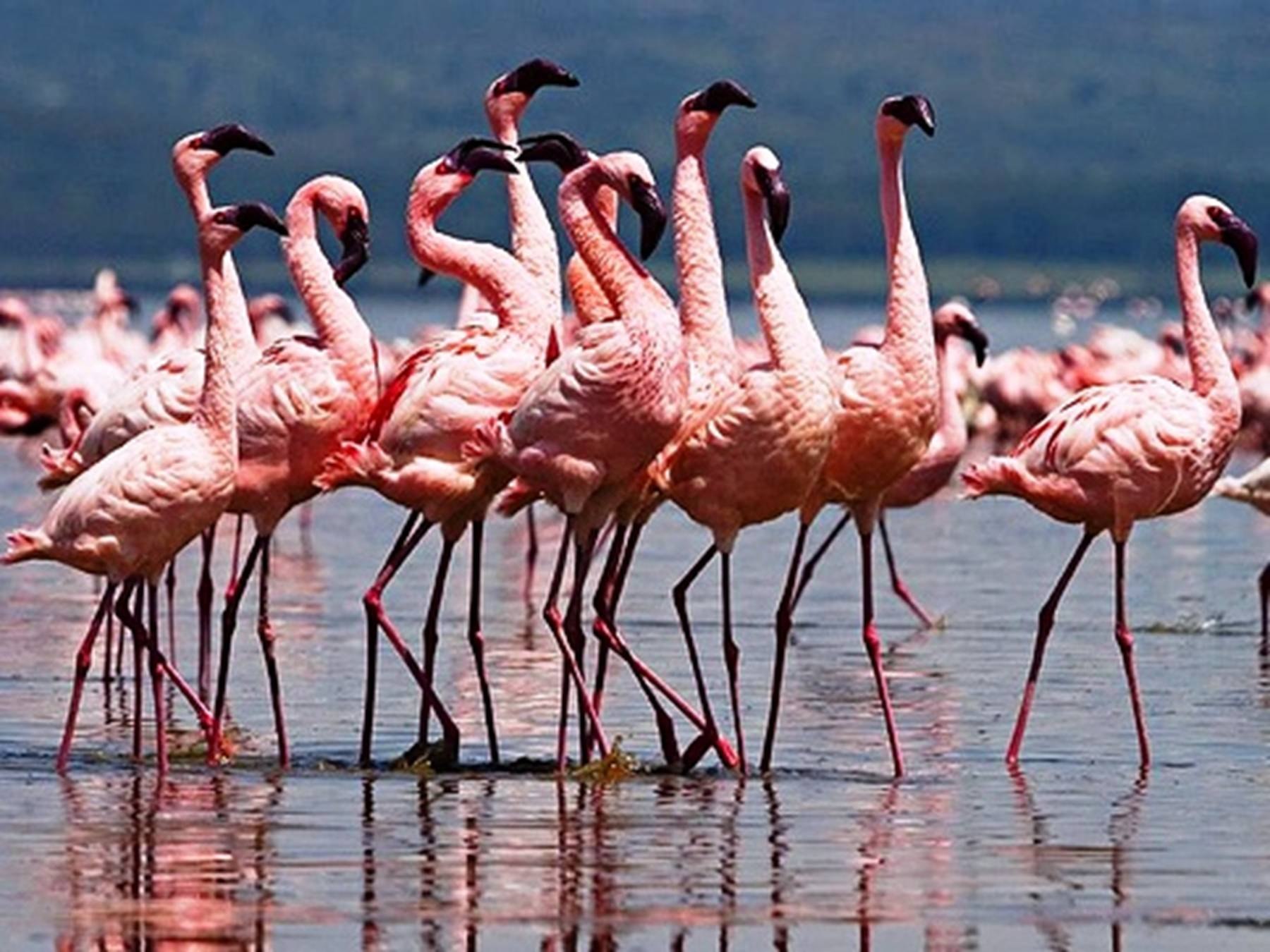 Можно встретить самые разные. Розовый Фламинго в Казахстане. Фламинго малый Африканский. Малый Фламинго Танзании. Парк Накуру в Кении.