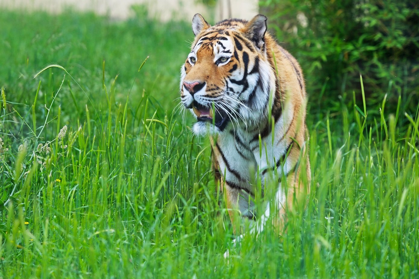 Кавказский тигр