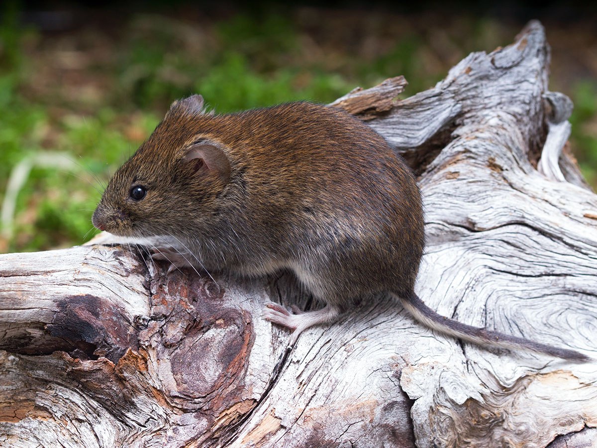 Полевка красно-серая – Clethrionomys rufocanus