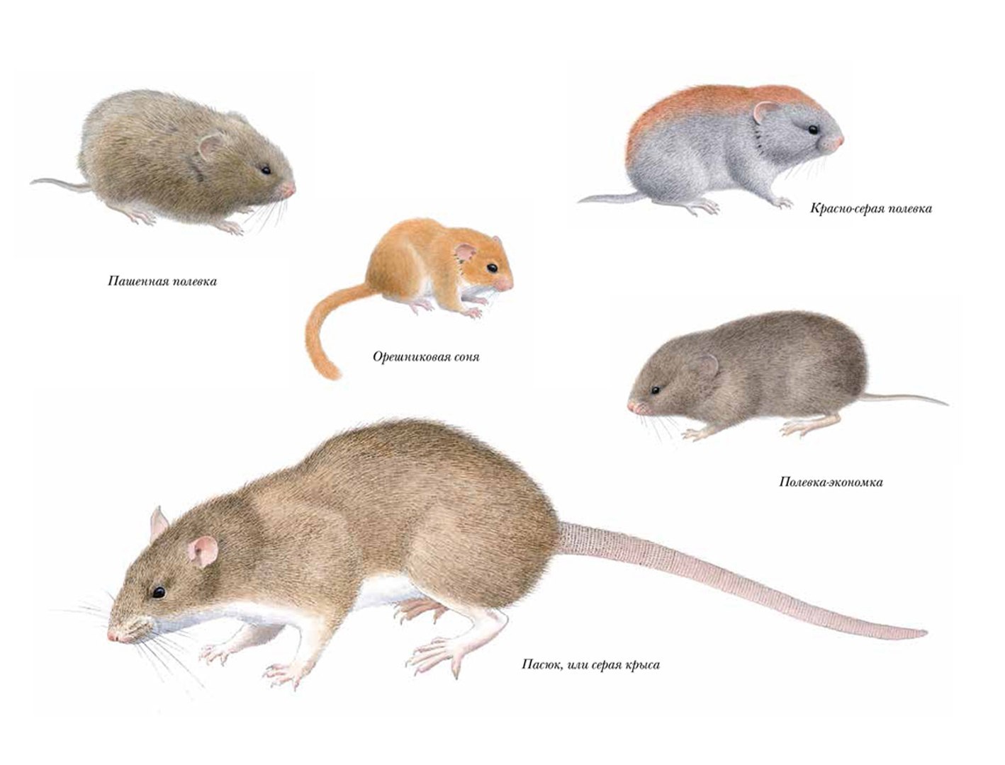 Каких грызунов называют. Семейство мышиные представители. Полевка. Мышь полевка Размеры.