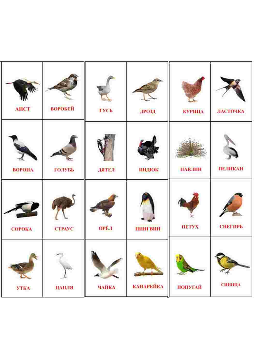 Название птиц с картинками. Карточки Домана перелетные птицы. Птицы карточки для детей с названиями. Карточки Дикие птицы. Карточки с изображением птиц для детей.