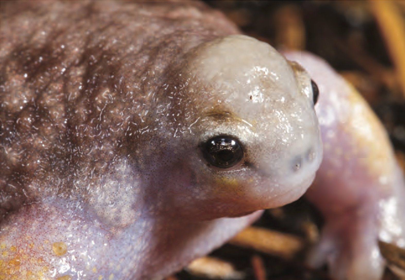 Жабры у личинок лягушки. Лягушка-черепаха Myobatrachus gouldii. Головастики лягушек. Головастик это личинка лягушки.