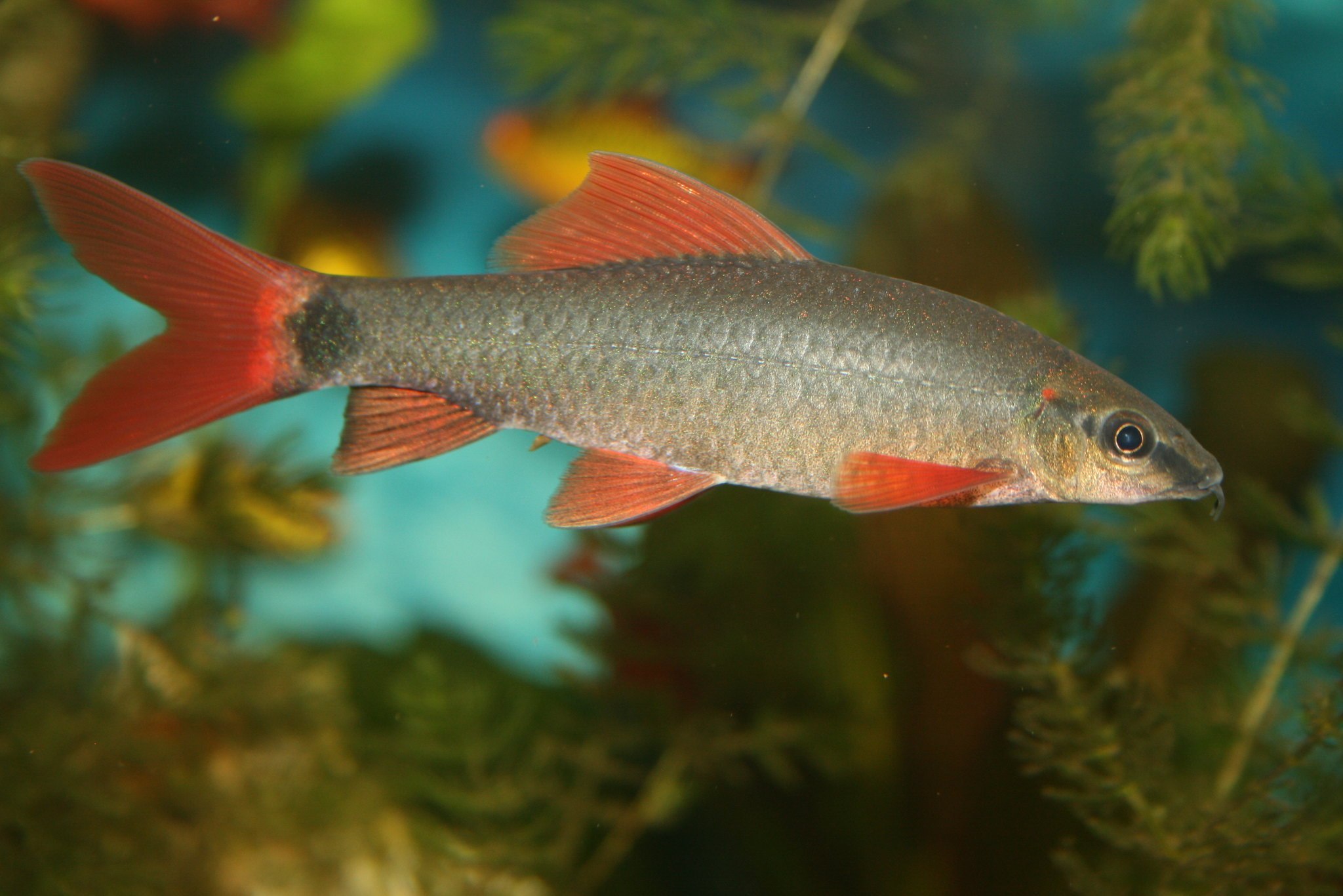 лабео рыбка аквариумная фото