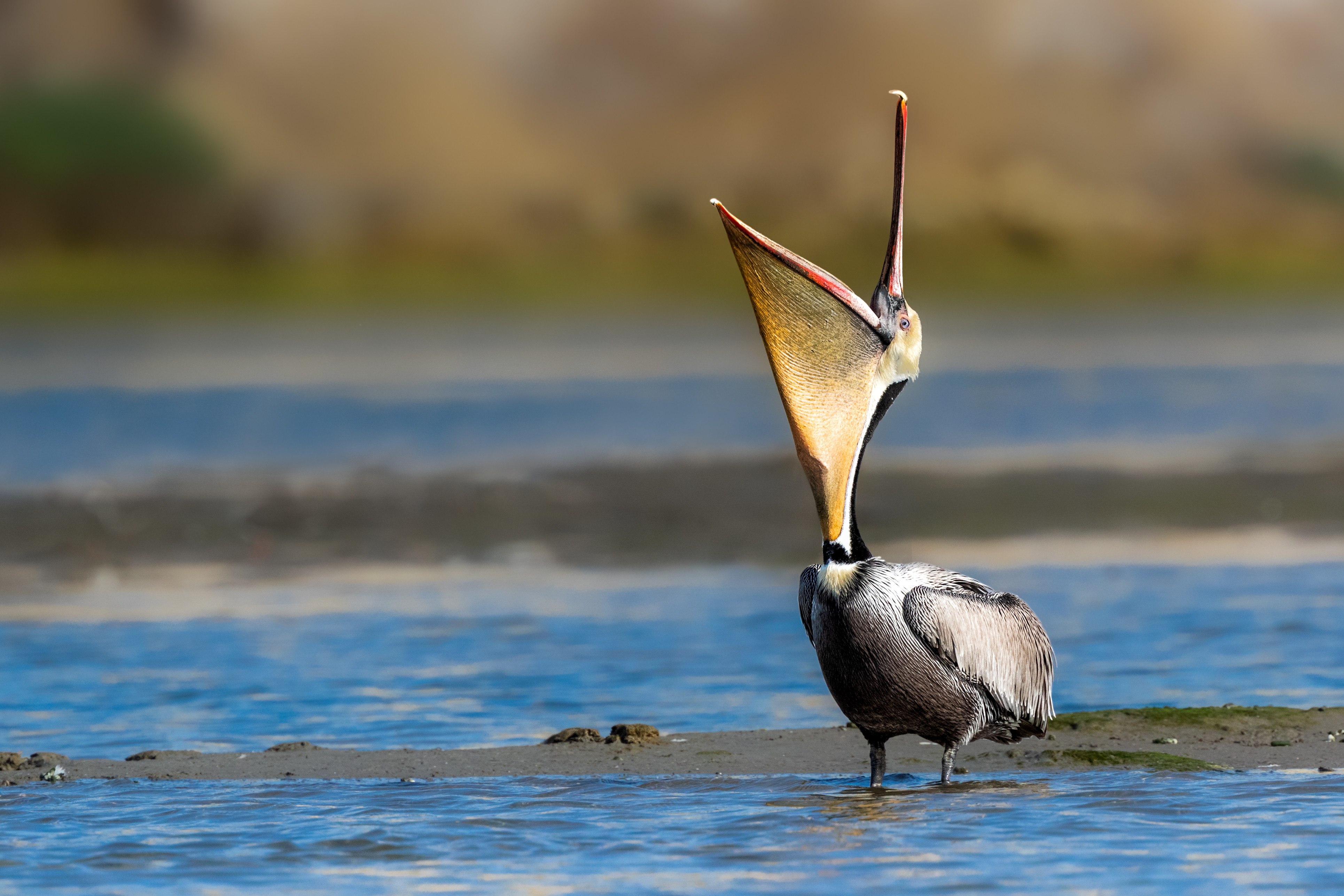 Пеликан ловит рыбу. Пеликан мешконос. Пеликан водоплавающая птица. Пеликан Южная Америка. Клюв пеликана.