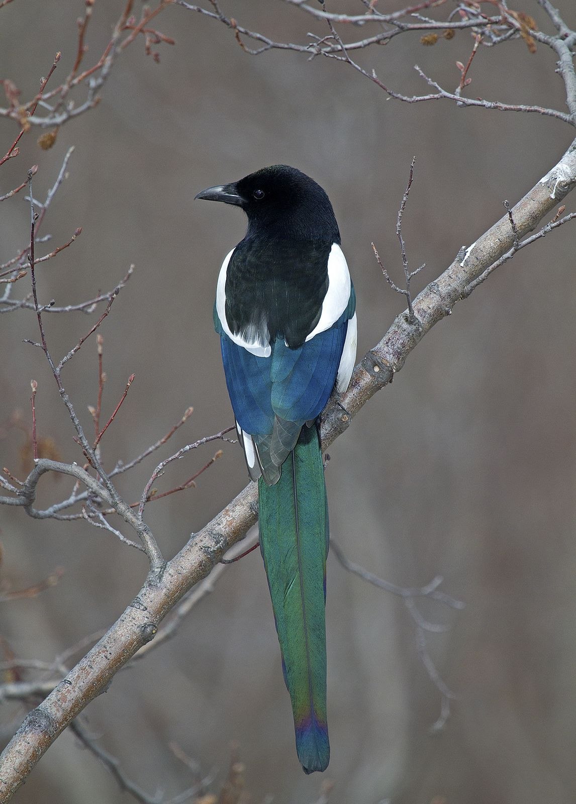 Птичка черно белый хвост. Pica hudsonia — американская сорока. Стеллерова черноголовая голубая Сойка. Птица с зеленым хвостом. Птица с синим хвостом.