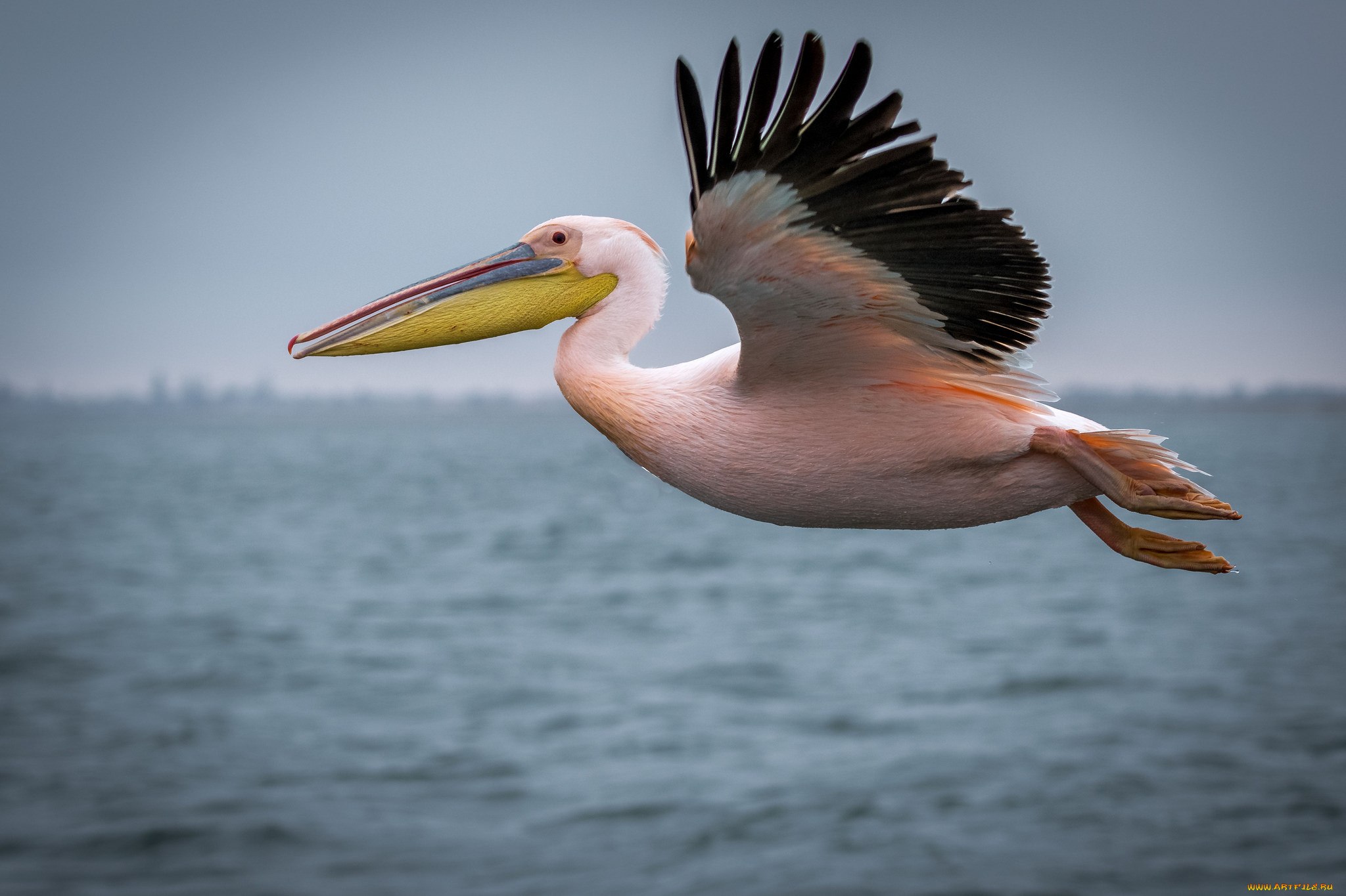 Pelican. Пеликан летит. Розовый Пеликан птица. Розовые Пеликан летает. Розовый Пеликан летит.