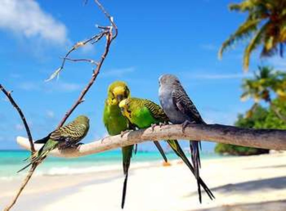 Родина волнистых попугайчиков