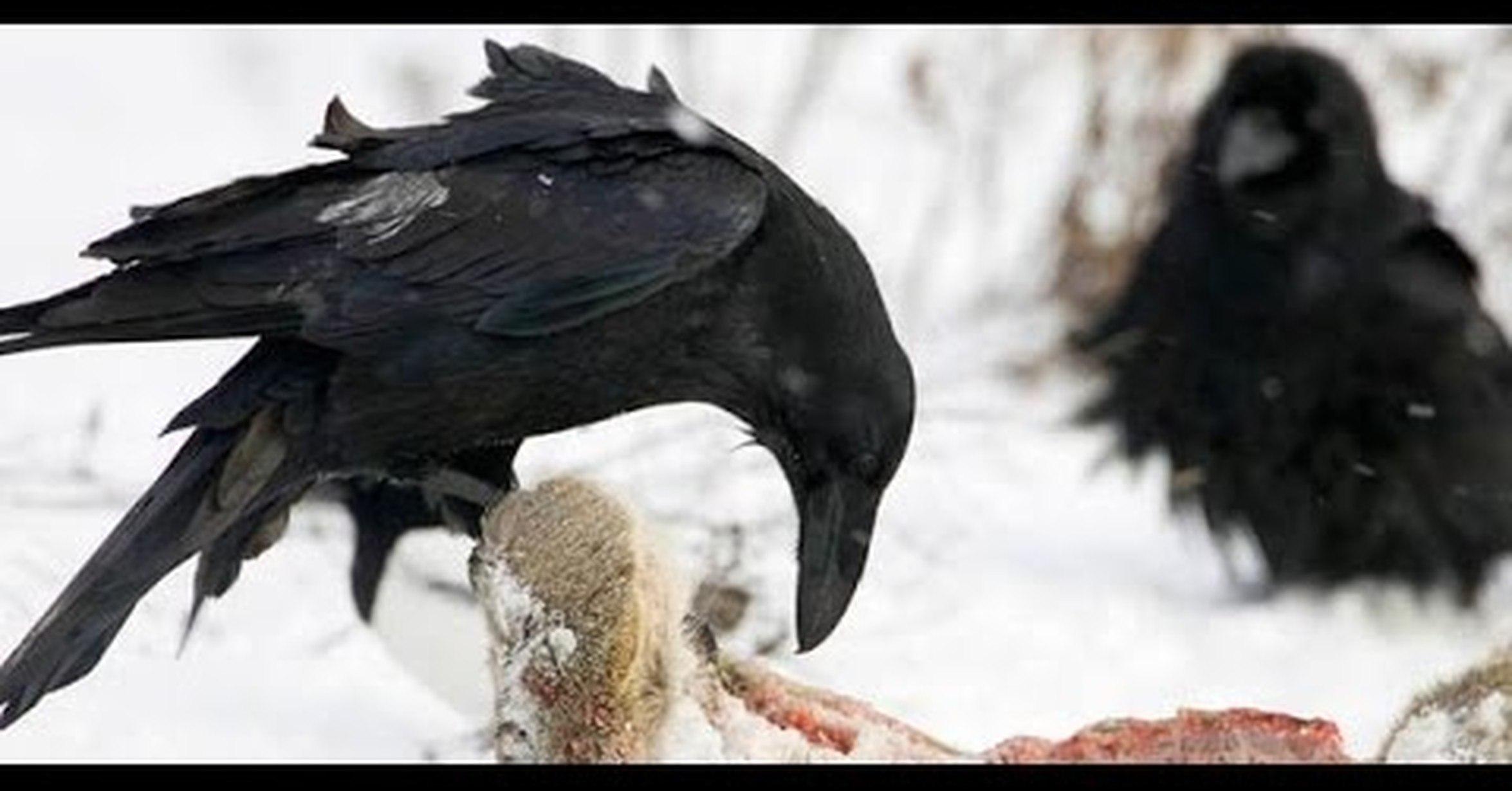 Умные ли вороны. Новокаледонский ворон. Ворон клюет. Огромный ворон. Ворона зимой.