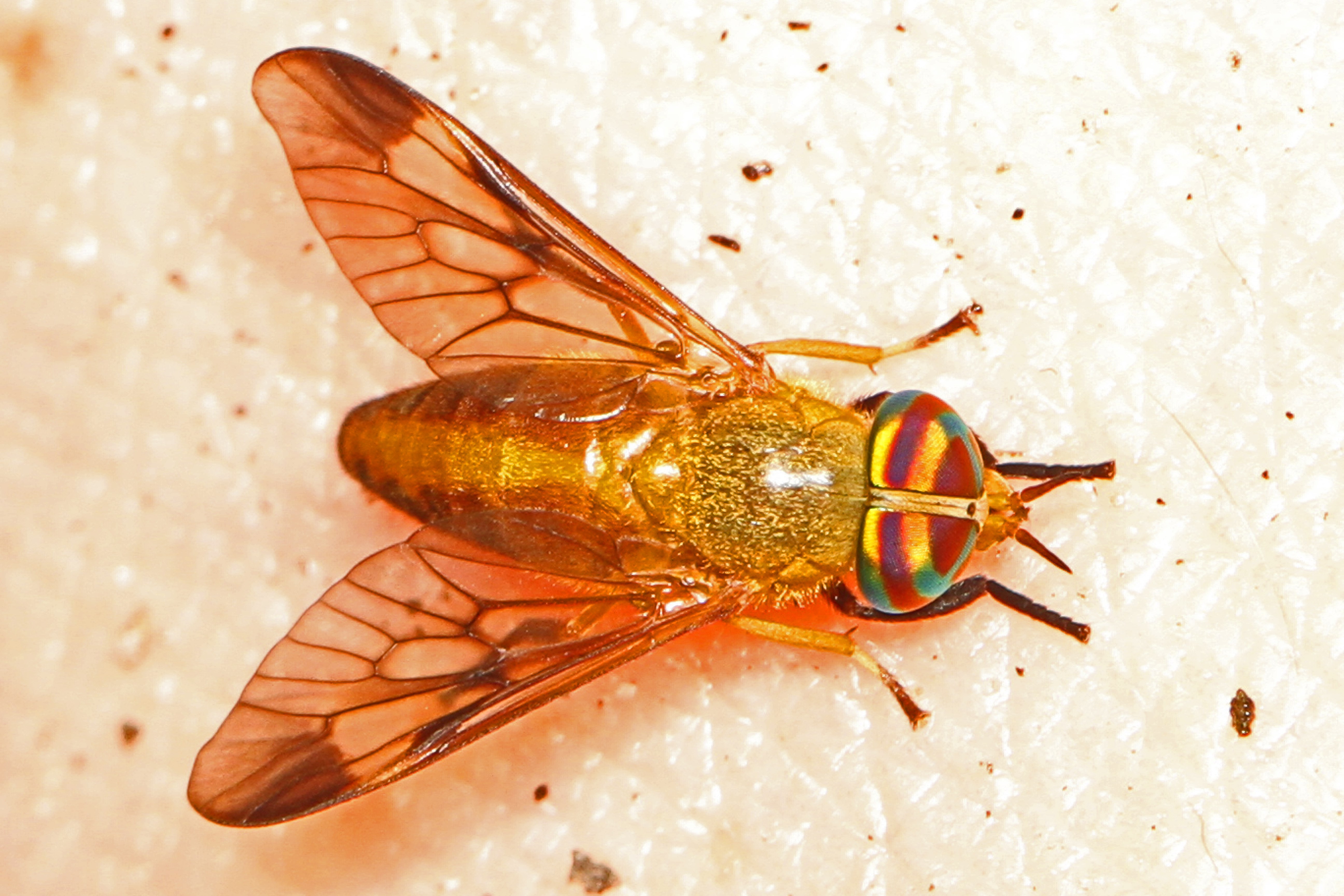 Диахлор ферругатус (Diachlorus ferrugatus)