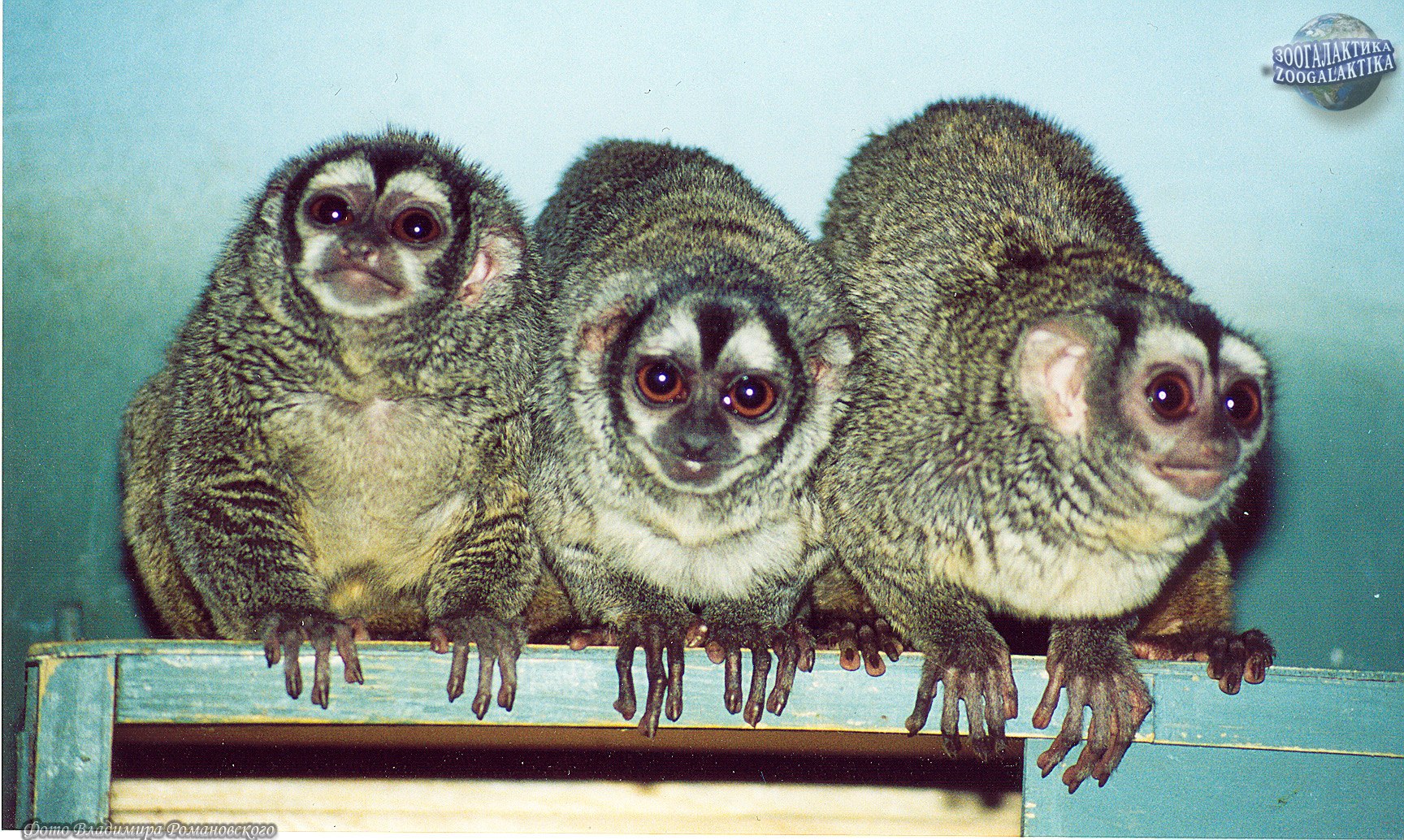 Обезьяна дурукуль 8 букв. Aotus trivirgatus. Перуанская мирикина. Ночные обезьяны. Ночные приматы.