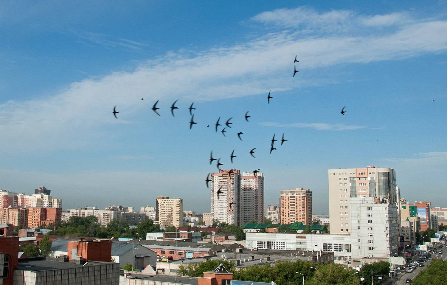 птицы на улицах москвы