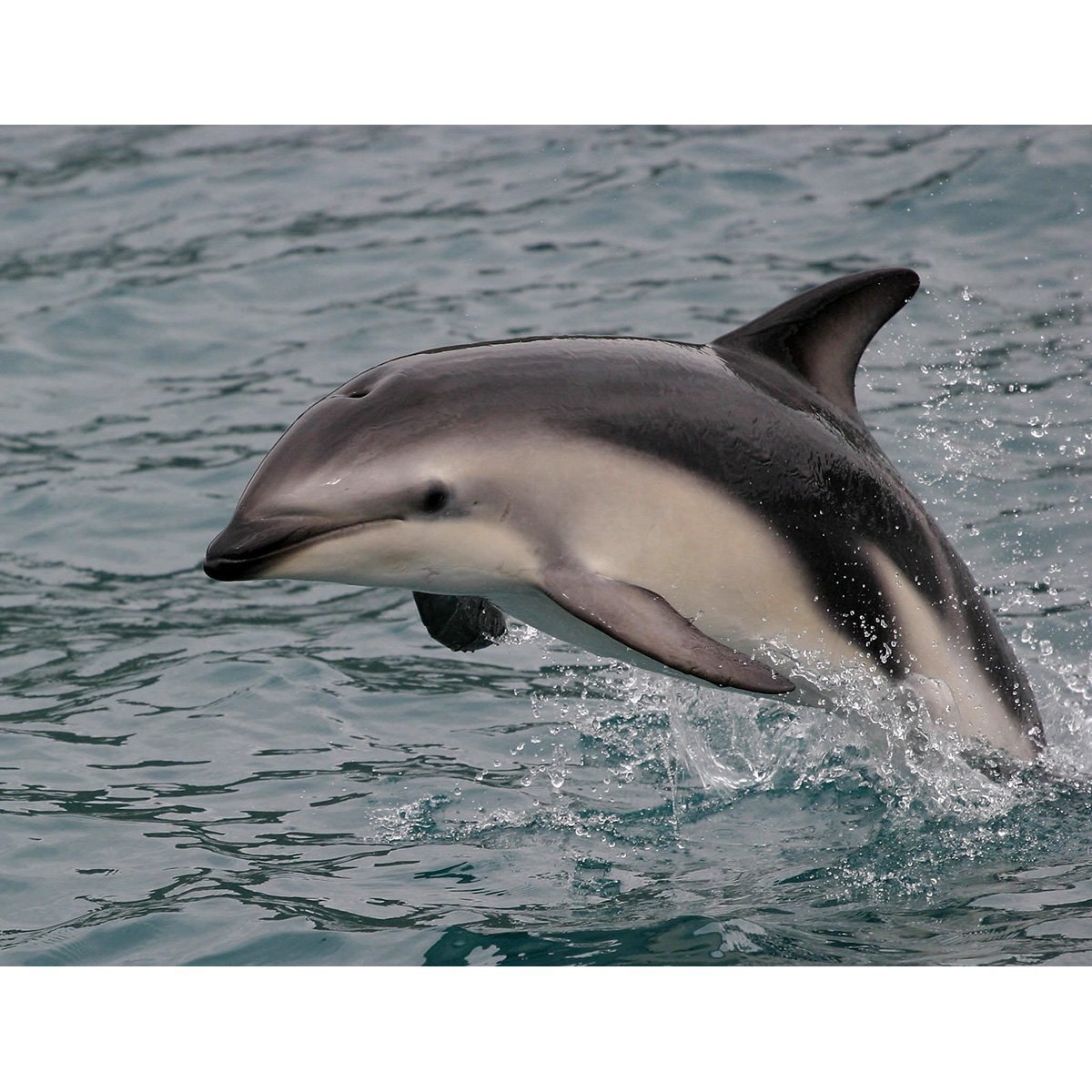 Атлантический белобокий Дельфин