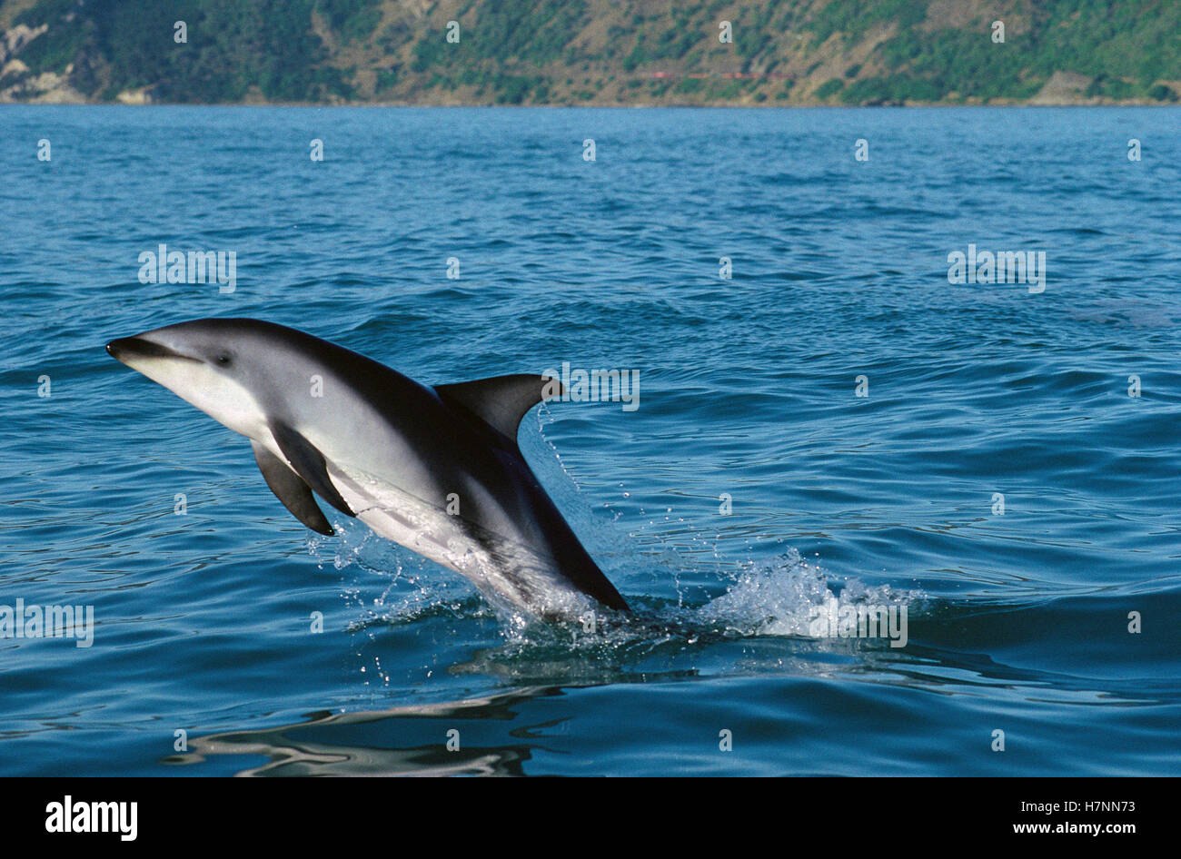 Атлантический Белобокий Дельфин