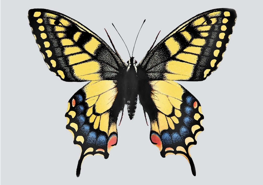 бабочка желтая с черным рисунком