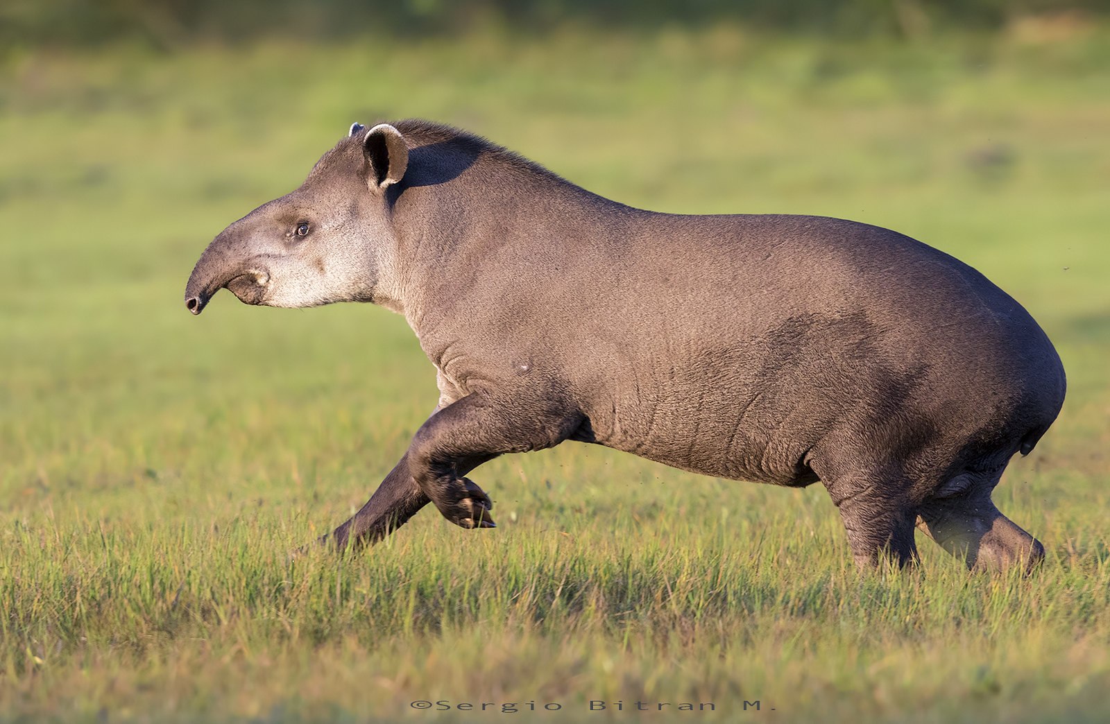 Тапиры — Википедия