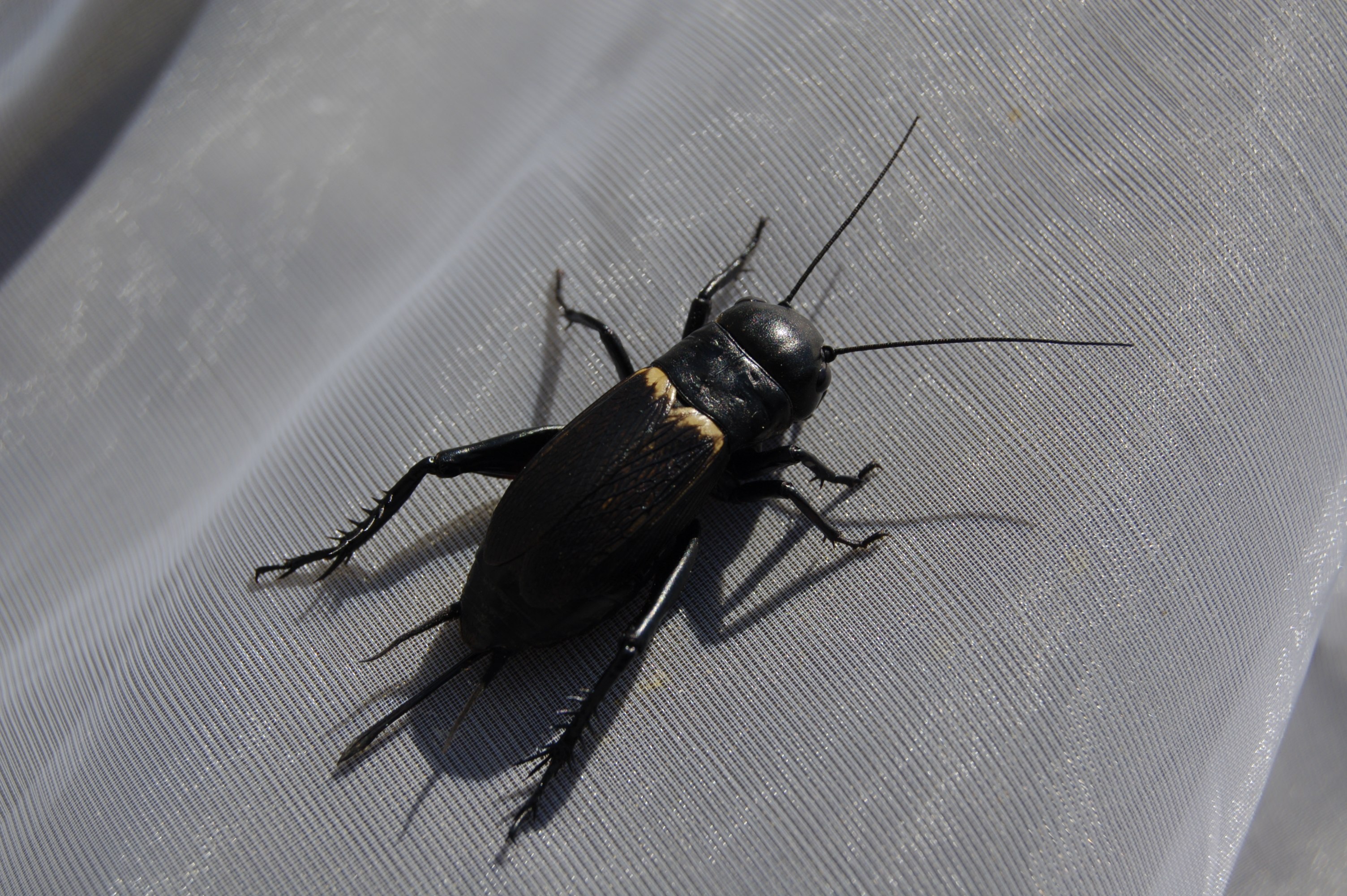 Сверчок черный фото. Двупятнистый сверчок. Двупятнистый сверчок (Gryllus bimaculatus). Черный сверчок. Сверчок черный самка.