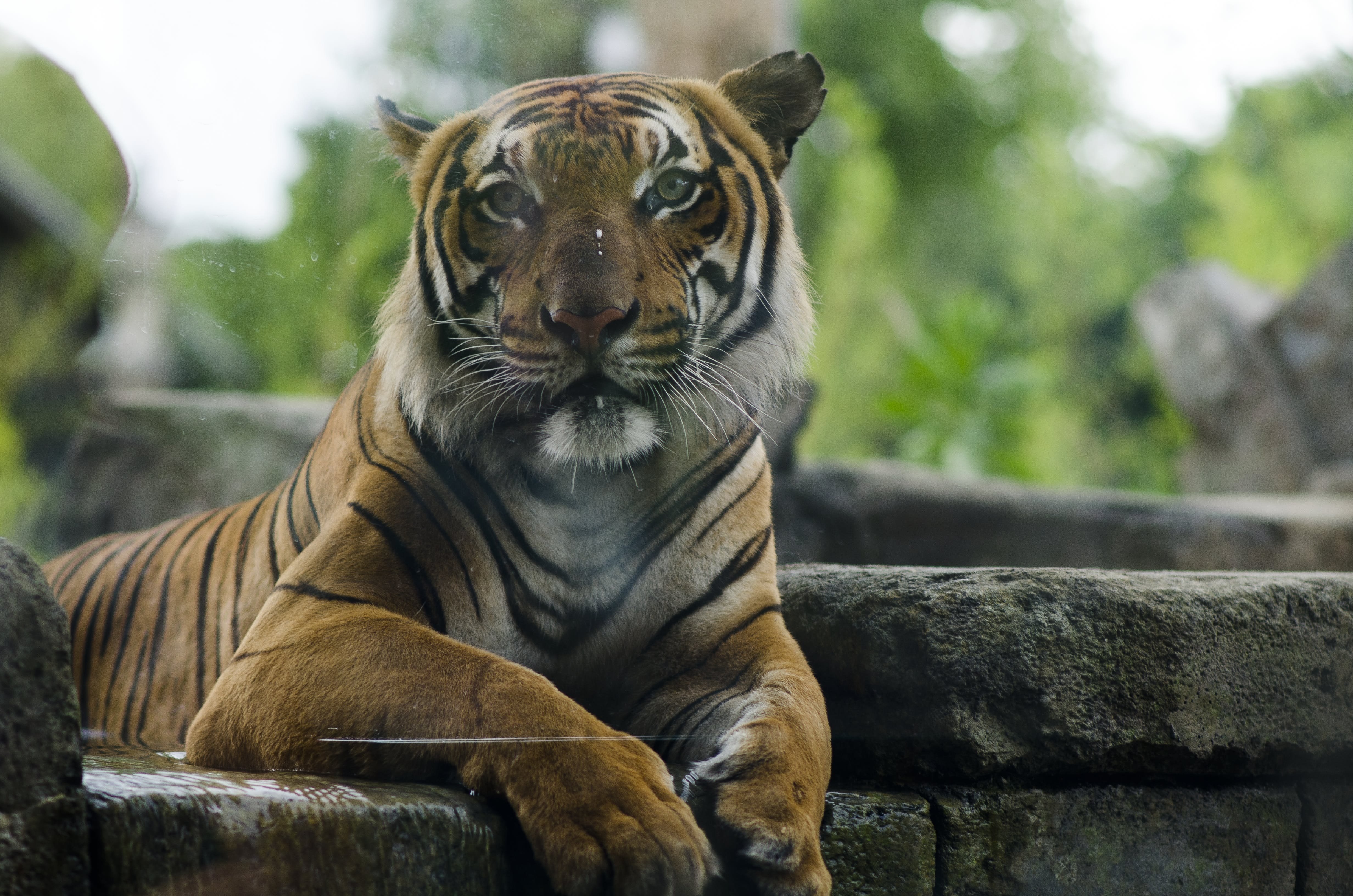 Тайгер 55. Малайский тигр (Panthera Tigris Jacksoni). Карликовый тигр. Малазийский Земляной тигр. Желтый Земляной тигр.