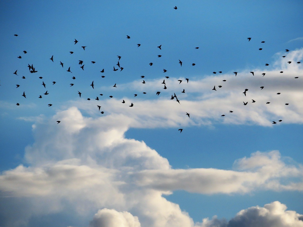 Песня птицы в небесах летают. Стая птиц. Птицы в небе. Стая птиц в небе. Птицы улетают.