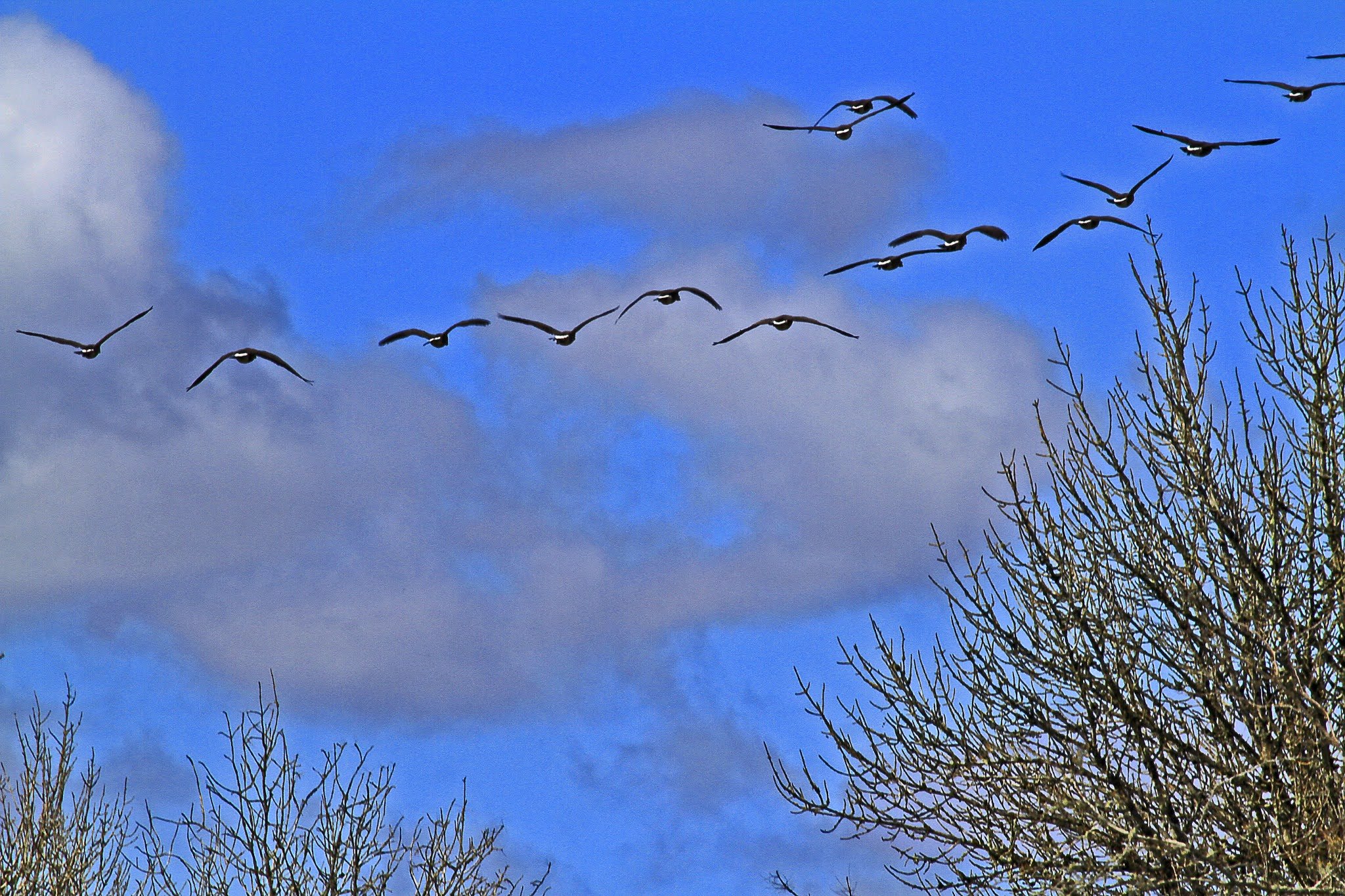Стая гусей в небе. Гуси летят на зимовку.