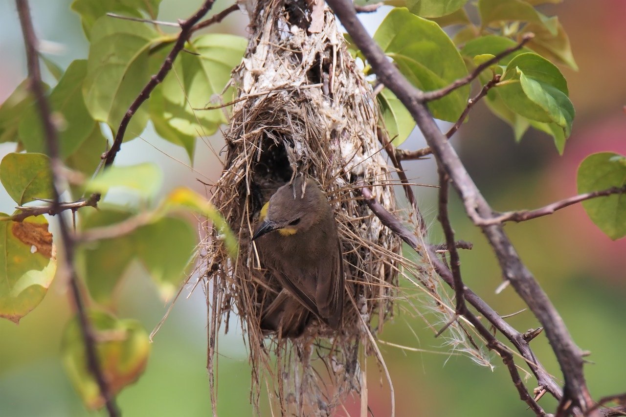 Птицы весной вьют. Гнездо для птиц.. Гнездо на дереве. Гнездо птицы на дереве. Гнездо соловья.