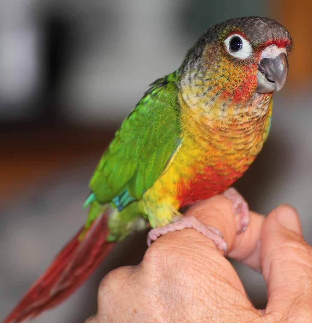 A parrot a long tail. Green Cheek Conure попугай. Зеленощёкий краснохвостый попугай. Пиррура перлата. Птенцы пиррура.