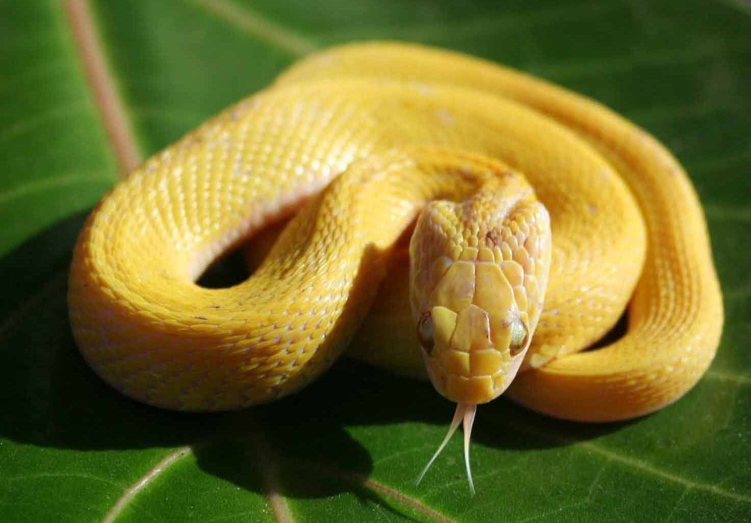 Змея с желтыми пятнами на голове