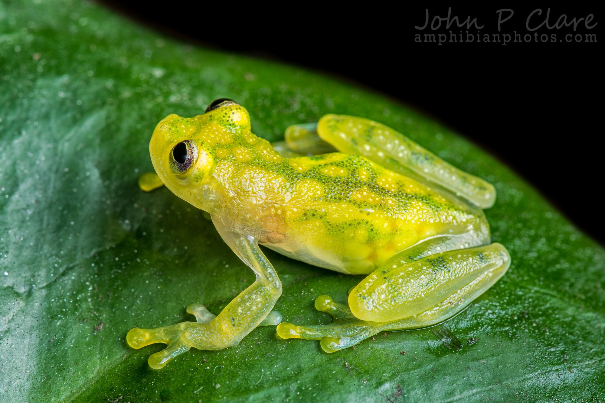 Стеклянные лягушки Centrolenidae