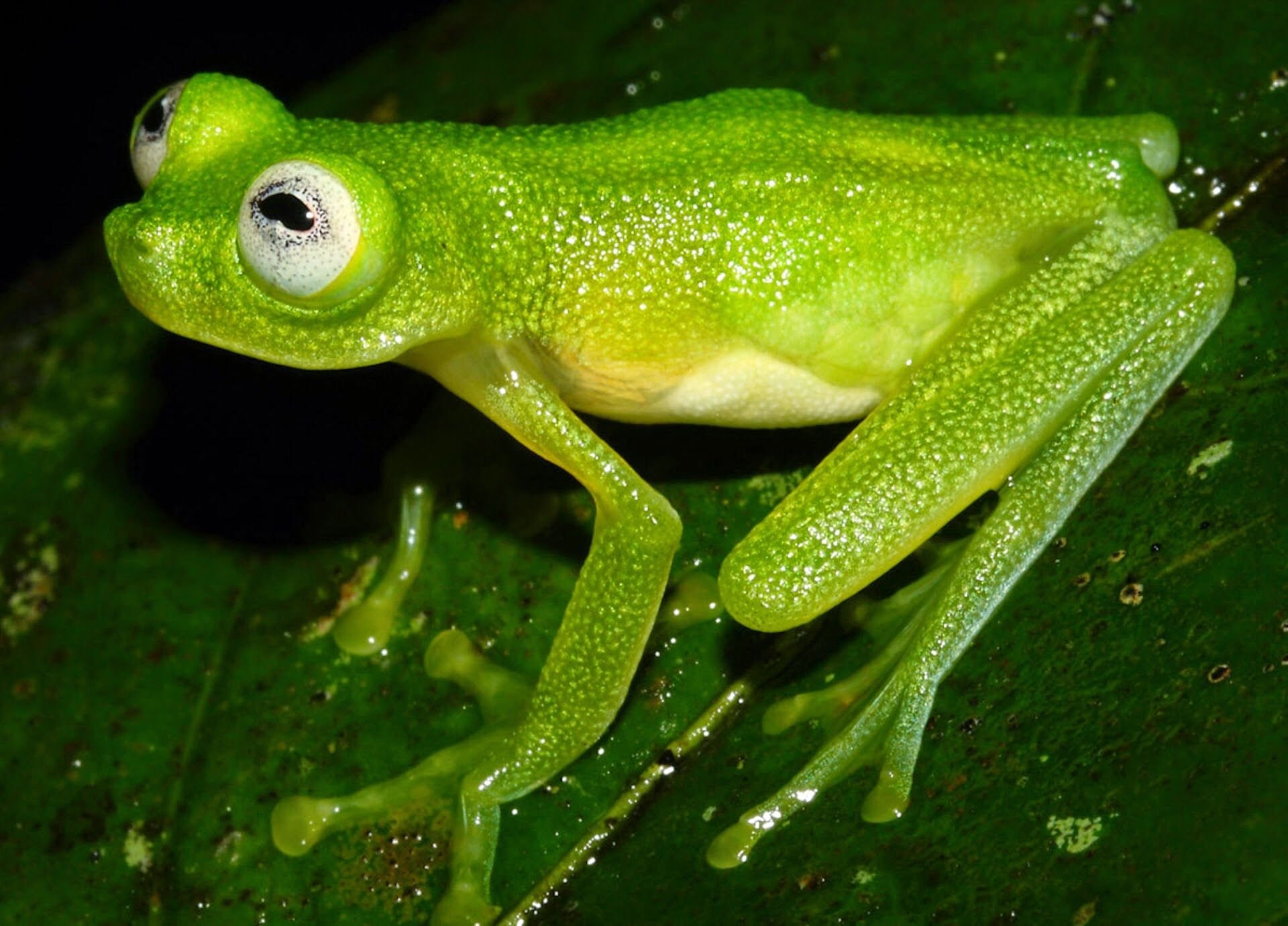 Год лягушки. Hyalinobatrachium Dianae. Стеклянная лягушка (Hyalinobatrachium ruedai). Лягушка Кермит Hyalinobatrachium Dianae. Год Жабы.