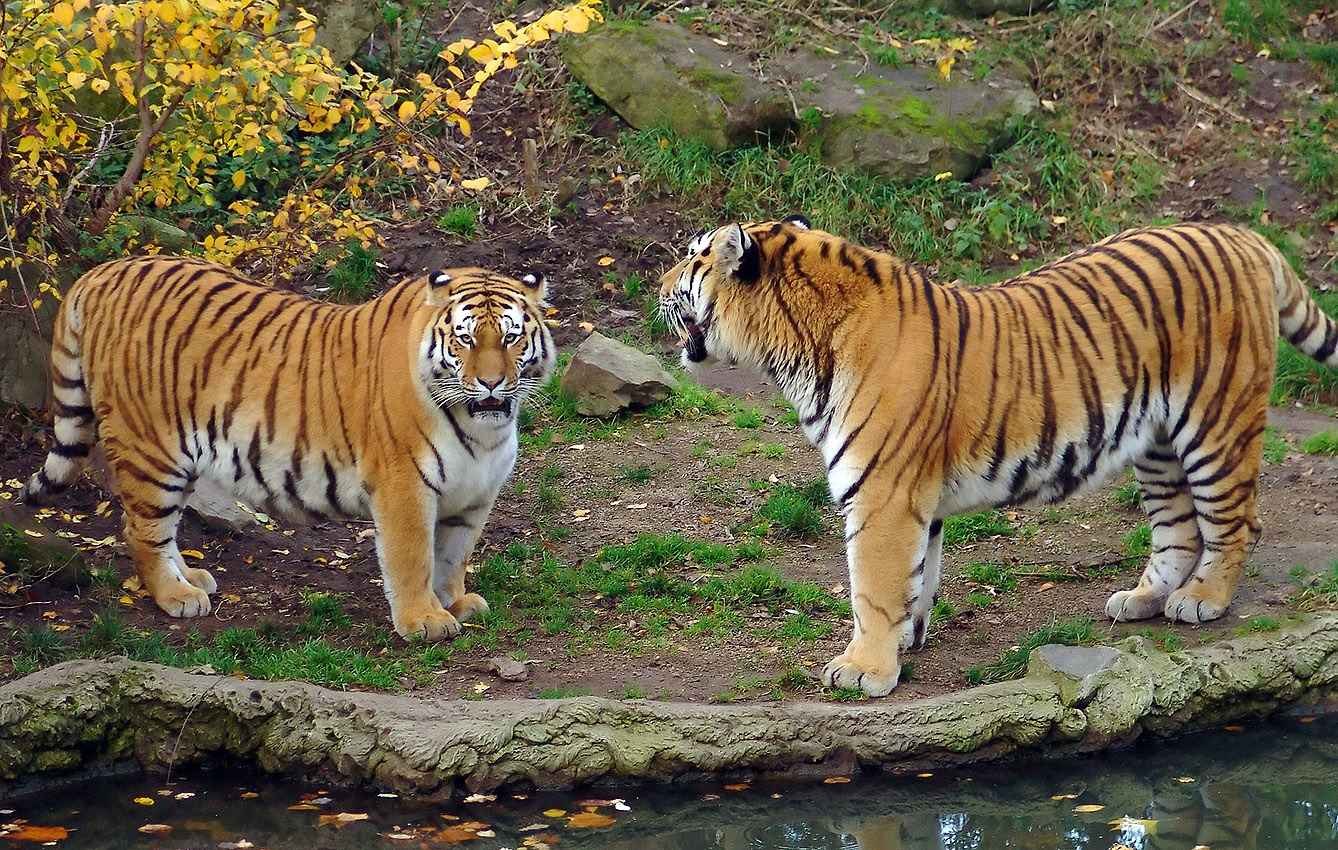 Дикие амурские тигры. Амурский тигр. Амурский тигр Panthera Tigris altaica. Амурский (Уссурийский) тигр. Дальневосточный Уссурийский тигр.