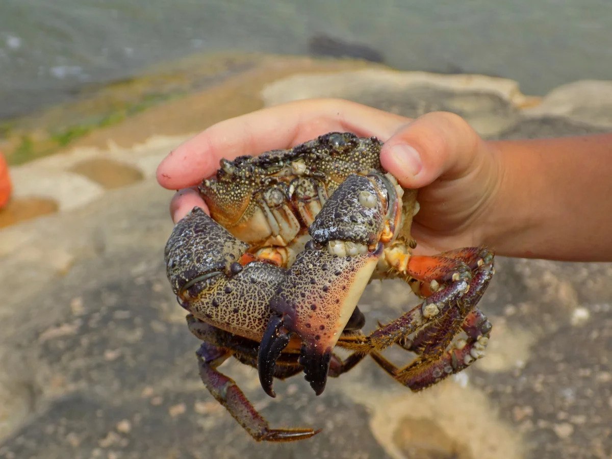 Есть ли крабы в черном море