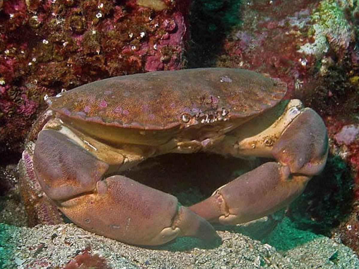 В черном море водятся крабы. Краб Краснюк черное море. Черноморский краб Тарпан. Каменный краб черного моря. Краб травянка Черноморский.