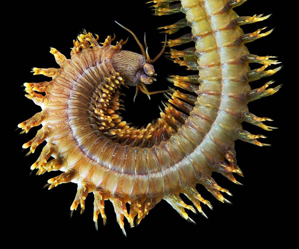 Червь морской Higashi Dry Lugworm 